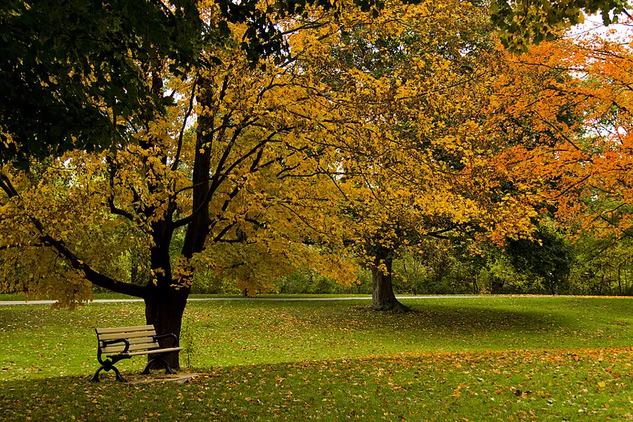 Gibbons Park, Old North
